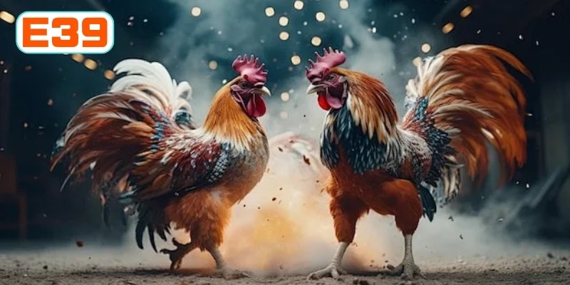 Khái quát những yếu tố trong trận cựa sắt